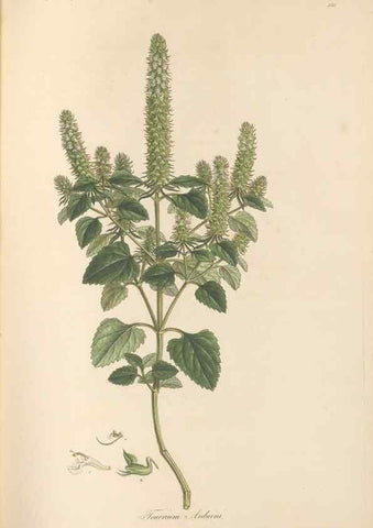 Reproducción/Reproduction 49557661681: Flora Graeca, sive, Plantarum rariorum historia, quas in provinciis aut insulis Graeciae /. Londini :Typis Richardi Taylor et socii, in Vico Shoe-Lane :MDCCCVI-MDCCCXL [1806-1840].. 
