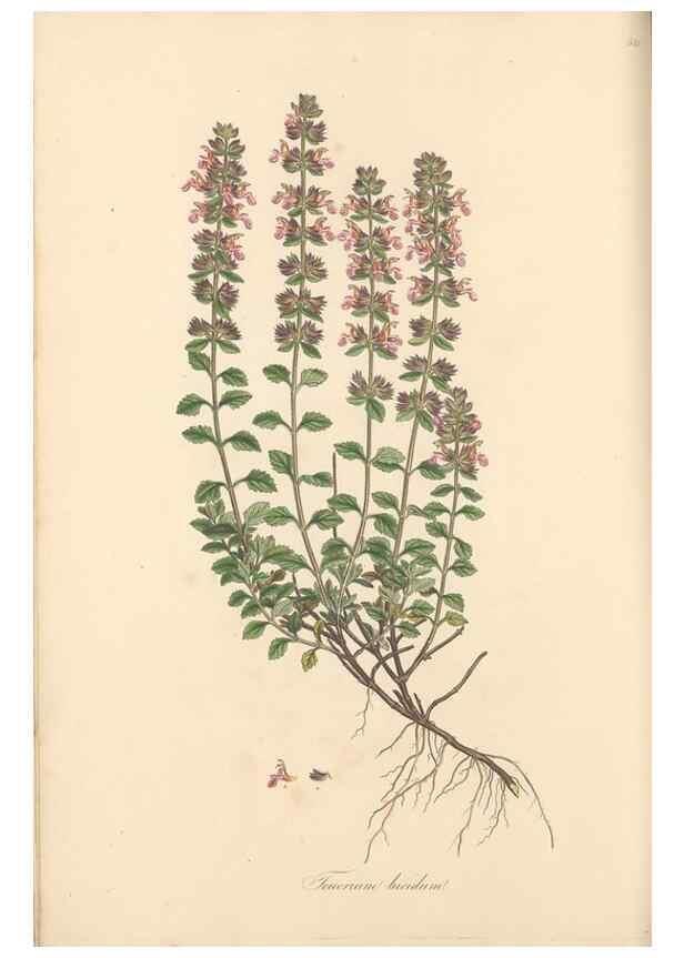 Reproducción/Reproduction 49557896627: Flora Graeca, sive, Plantarum rariorum historia, quas in provinciis aut insulis Graeciae /. Londini :Typis Richardi Taylor et socii, in Vico Shoe-Lane :MDCCCVI-MDCCCXL [1806-1840].. 