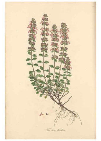 Reproducción/Reproduction 49557896627: Flora Graeca, sive, Plantarum rariorum historia, quas in provinciis aut insulis Graeciae /. Londini :Typis Richardi Taylor et socii, in Vico Shoe-Lane :MDCCCVI-MDCCCXL [1806-1840].. 