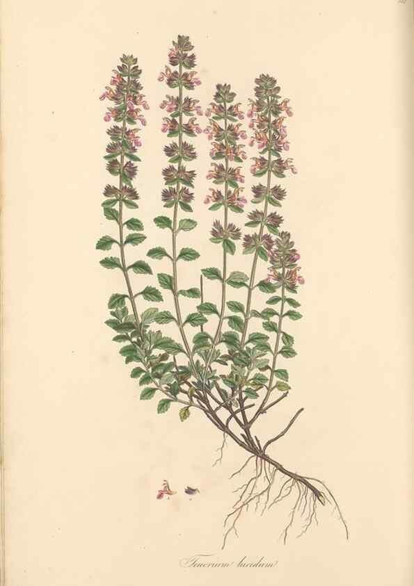 Reproducción/Reproduction 49557896627: Flora Graeca, sive, Plantarum rariorum historia, quas in provinciis aut insulis Graeciae /. Londini :Typis Richardi Taylor et socii, in Vico Shoe-Lane :MDCCCVI-MDCCCXL [1806-1840].. 