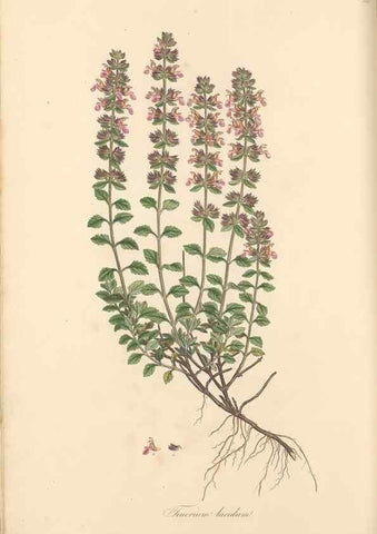 Reproducción/Reproduction 49557896627: Flora Graeca, sive, Plantarum rariorum historia, quas in provinciis aut insulis Graeciae /. Londini :Typis Richardi Taylor et socii, in Vico Shoe-Lane :MDCCCVI-MDCCCXL [1806-1840].. 