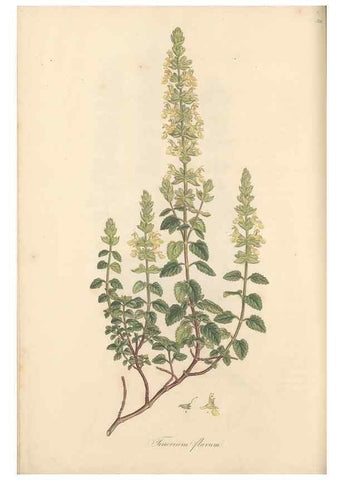 Reproducción/Reproduction 49557662356: Flora Graeca, sive, Plantarum rariorum historia, quas in provinciis aut insulis Graeciae /. Londini :Typis Richardi Taylor et socii, in Vico Shoe-Lane :MDCCCVI-MDCCCXL [1806-1840].. 