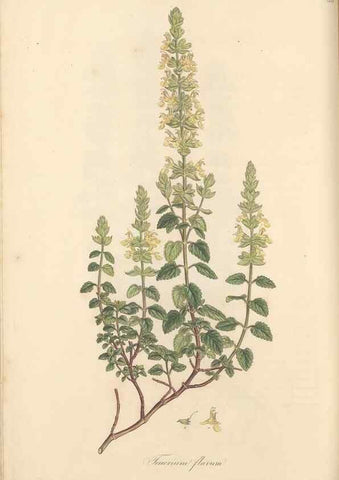 Reproducción/Reproduction 49557662356: Flora Graeca, sive, Plantarum rariorum historia, quas in provinciis aut insulis Graeciae /. Londini :Typis Richardi Taylor et socii, in Vico Shoe-Lane :MDCCCVI-MDCCCXL [1806-1840].. 