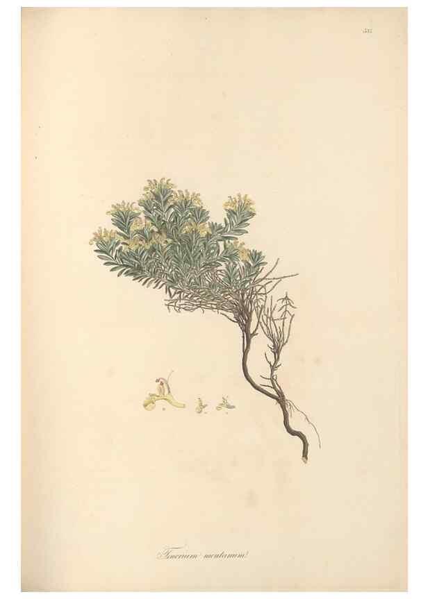 Reproducción/Reproduction 49557165033: Flora Graeca, sive, Plantarum rariorum historia, quas in provinciis aut insulis Graeciae /. Londini :Typis Richardi Taylor et socii, in Vico Shoe-Lane :MDCCCVI-MDCCCXL [1806-1840].. 