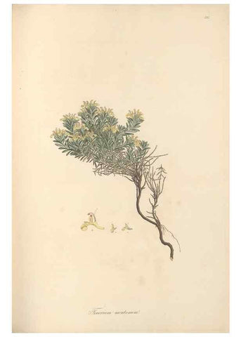 Reproducción/Reproduction 49557165033: Flora Graeca, sive, Plantarum rariorum historia, quas in provinciis aut insulis Graeciae /. Londini :Typis Richardi Taylor et socii, in Vico Shoe-Lane :MDCCCVI-MDCCCXL [1806-1840].. 