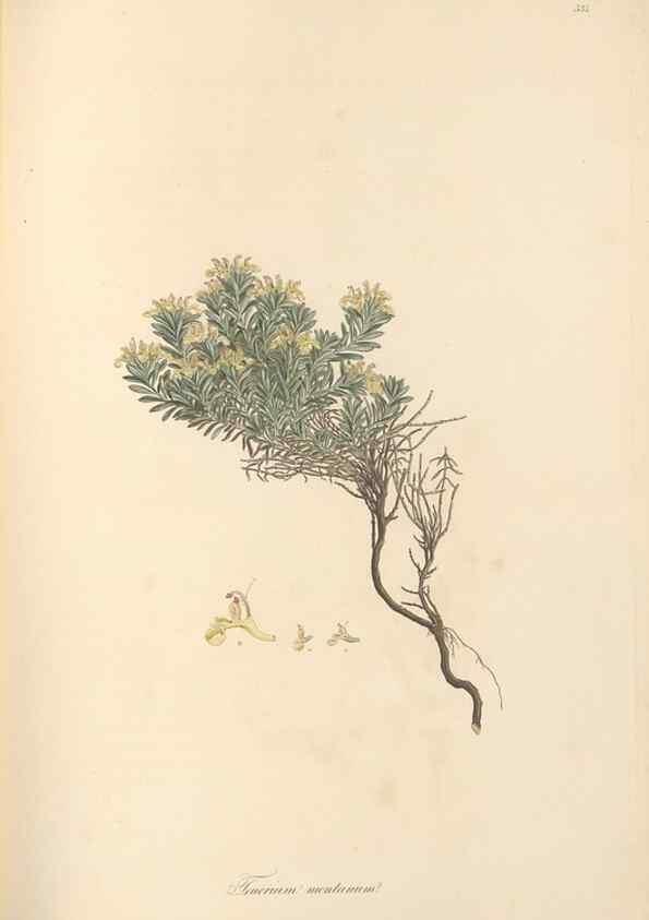 Reproducción/Reproduction 49557165033: Flora Graeca, sive, Plantarum rariorum historia, quas in provinciis aut insulis Graeciae /. Londini :Typis Richardi Taylor et socii, in Vico Shoe-Lane :MDCCCVI-MDCCCXL [1806-1840].. 