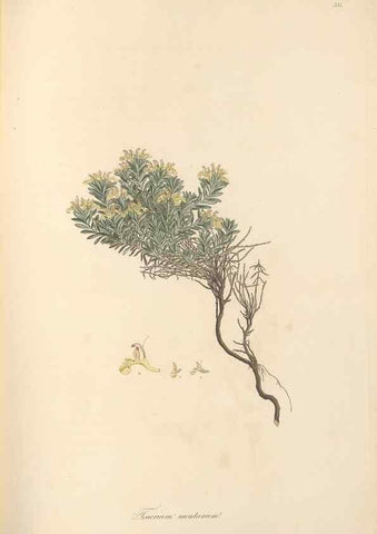 Reproducción/Reproduction 49557165033: Flora Graeca, sive, Plantarum rariorum historia, quas in provinciis aut insulis Graeciae /. Londini :Typis Richardi Taylor et socii, in Vico Shoe-Lane :MDCCCVI-MDCCCXL [1806-1840].. 