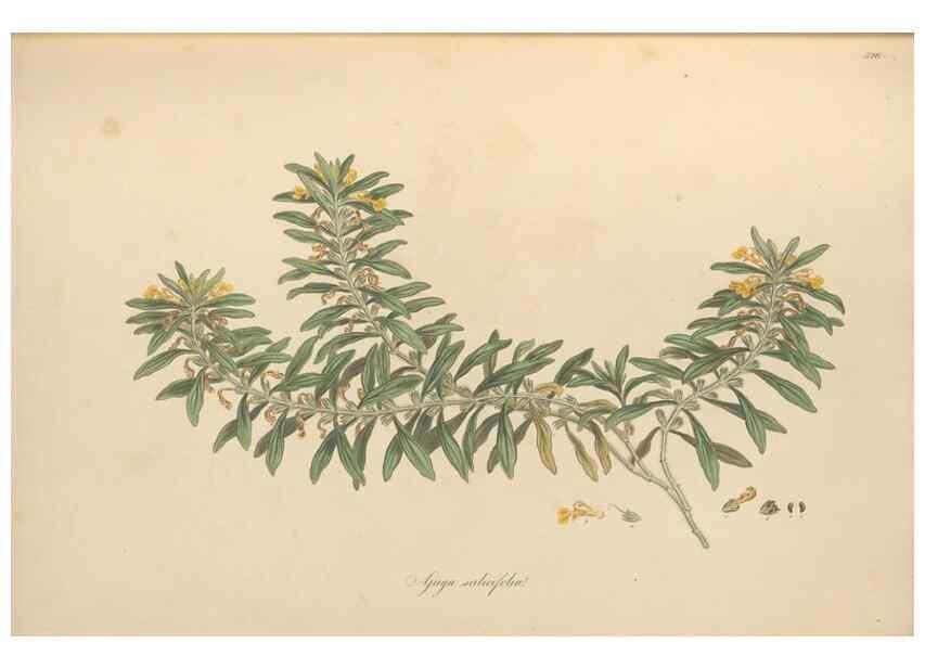 Reproducción/Reproduction 49557660156: Flora Graeca, sive, Plantarum rariorum historia, quas in provinciis aut insulis Graeciae /. Londini :Typis Richardi Taylor et socii, in Vico Shoe-Lane :MDCCCVI-MDCCCXL [1806-1840].. 