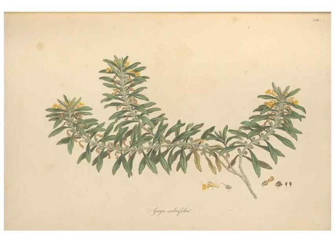 Reproducción/Reproduction 49557660156: Flora Graeca, sive, Plantarum rariorum historia, quas in provinciis aut insulis Graeciae /. Londini :Typis Richardi Taylor et socii, in Vico Shoe-Lane :MDCCCVI-MDCCCXL [1806-1840].. 