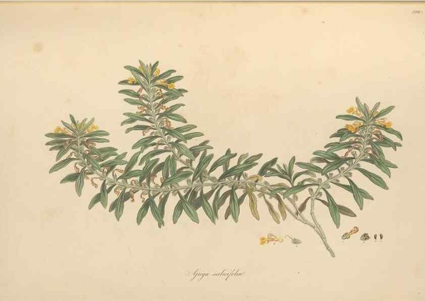 Reproducción/Reproduction 49557660156: Flora Graeca, sive, Plantarum rariorum historia, quas in provinciis aut insulis Graeciae /. Londini :Typis Richardi Taylor et socii, in Vico Shoe-Lane :MDCCCVI-MDCCCXL [1806-1840].. 
