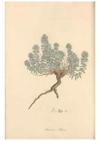 Reproducción/Reproduction 49557897582: Flora Graeca, sive, Plantarum rariorum historia, quas in provinciis aut insulis Graeciae /. Londini :Typis Richardi Taylor et socii, in Vico Shoe-Lane :MDCCCVI-MDCCCXL [1806-1840].. 
