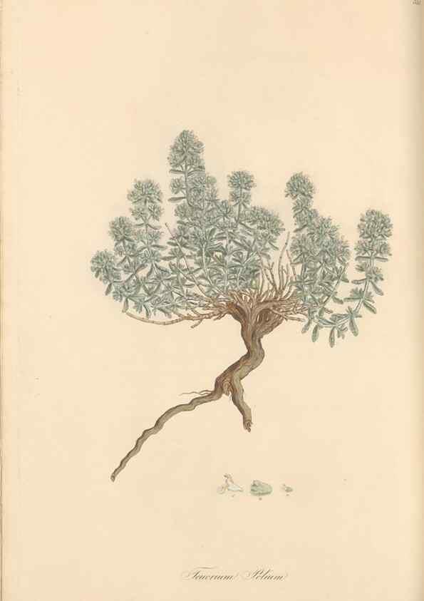 Reproducción/Reproduction 49557897582: Flora Graeca, sive, Plantarum rariorum historia, quas in provinciis aut insulis Graeciae /. Londini :Typis Richardi Taylor et socii, in Vico Shoe-Lane :MDCCCVI-MDCCCXL [1806-1840].. 