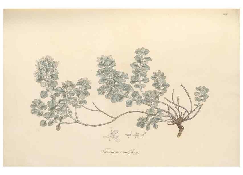 Reproducción/Reproduction 49557663491: Flora Graeca, sive, Plantarum rariorum historia, quas in provinciis aut insulis Graeciae /. Londini :Typis Richardi Taylor et socii, in Vico Shoe-Lane :MDCCCVI-MDCCCXL [1806-1840].. 