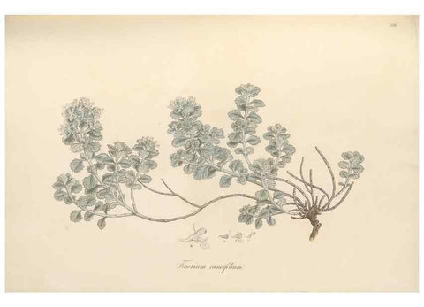 Reproducción/Reproduction 49557663491: Flora Graeca, sive, Plantarum rariorum historia, quas in provinciis aut insulis Graeciae /. Londini :Typis Richardi Taylor et socii, in Vico Shoe-Lane :MDCCCVI-MDCCCXL [1806-1840].. 