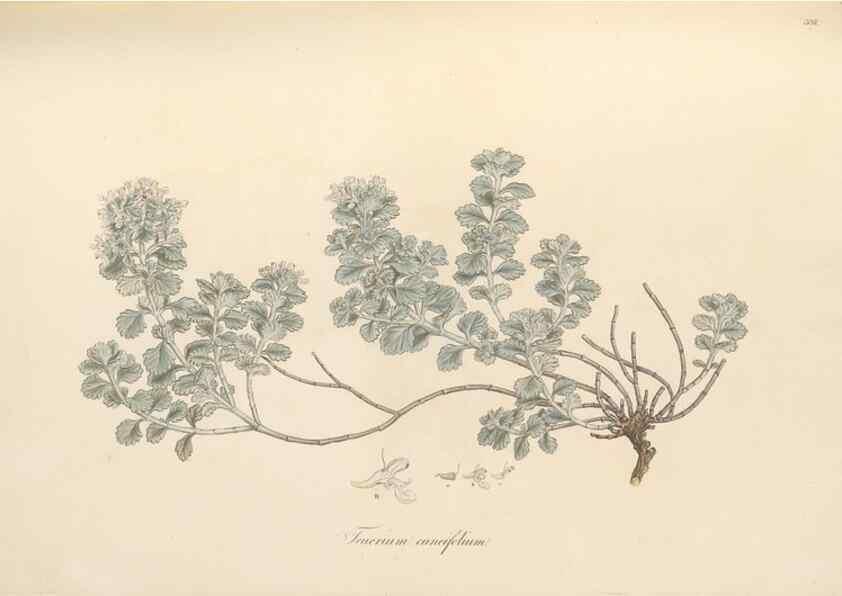 Reproducción/Reproduction 49557663491: Flora Graeca, sive, Plantarum rariorum historia, quas in provinciis aut insulis Graeciae /. Londini :Typis Richardi Taylor et socii, in Vico Shoe-Lane :MDCCCVI-MDCCCXL [1806-1840].. 