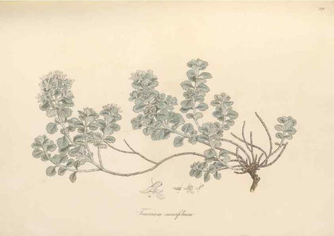 Reproducción/Reproduction 49557663491: Flora Graeca, sive, Plantarum rariorum historia, quas in provinciis aut insulis Graeciae /. Londini :Typis Richardi Taylor et socii, in Vico Shoe-Lane :MDCCCVI-MDCCCXL [1806-1840].. 