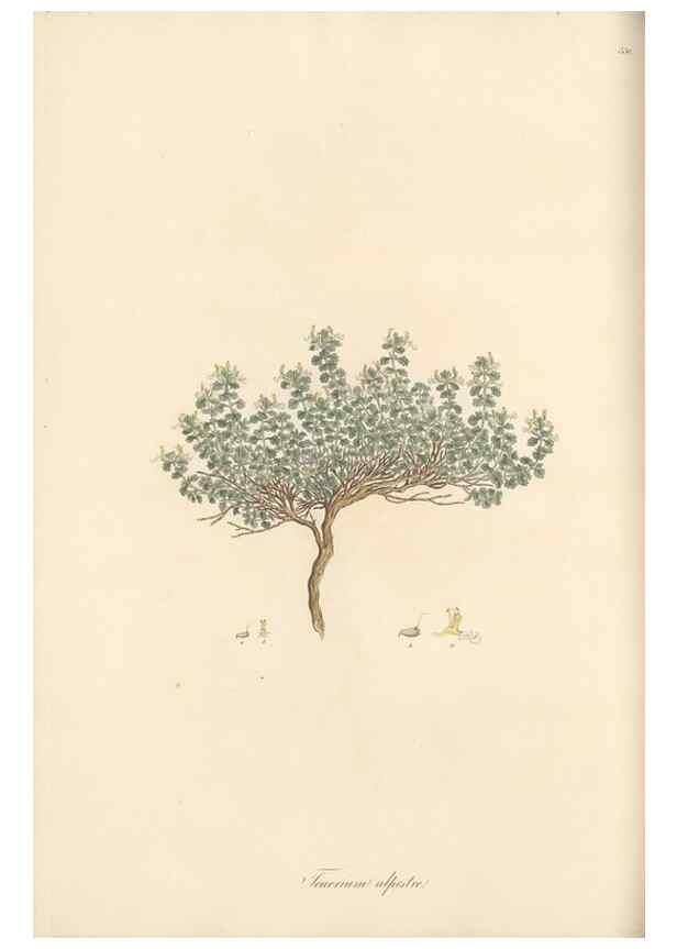 Reproducción/Reproduction 49557898467: Flora Graeca, sive, Plantarum rariorum historia, quas in provinciis aut insulis Graeciae /. Londini :Typis Richardi Taylor et socii, in Vico Shoe-Lane :MDCCCVI-MDCCCXL [1806-1840].. 