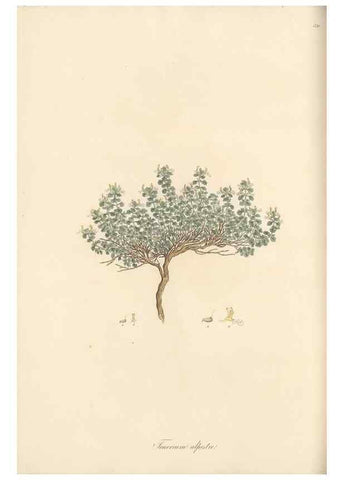 Reproducción/Reproduction 49557898467: Flora Graeca, sive, Plantarum rariorum historia, quas in provinciis aut insulis Graeciae /. Londini :Typis Richardi Taylor et socii, in Vico Shoe-Lane :MDCCCVI-MDCCCXL [1806-1840].. 