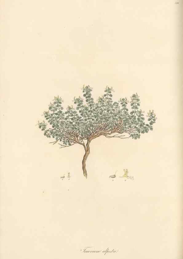 Reproducción/Reproduction 49557898467: Flora Graeca, sive, Plantarum rariorum historia, quas in provinciis aut insulis Graeciae /. Londini :Typis Richardi Taylor et socii, in Vico Shoe-Lane :MDCCCVI-MDCCCXL [1806-1840].. 