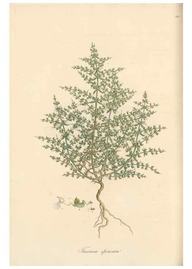 Reproducción/Reproduction 49557898722: Flora Graeca, sive, Plantarum rariorum historia, quas in provinciis aut insulis Graeciae /. Londini :Typis Richardi Taylor et socii, in Vico Shoe-Lane :MDCCCVI-MDCCCXL [1806-1840].. 
