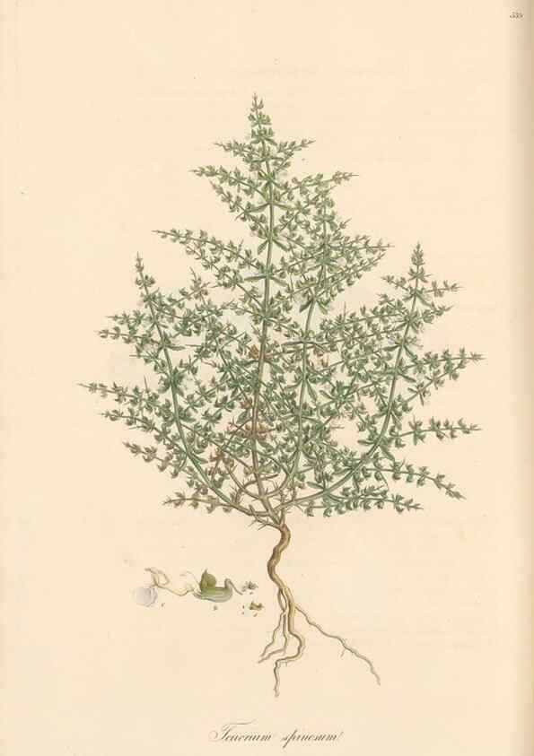 Reproducción/Reproduction 49557898722: Flora Graeca, sive, Plantarum rariorum historia, quas in provinciis aut insulis Graeciae /. Londini :Typis Richardi Taylor et socii, in Vico Shoe-Lane :MDCCCVI-MDCCCXL [1806-1840].. 