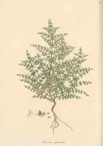 Reproducción/Reproduction 49557898722: Flora Graeca, sive, Plantarum rariorum historia, quas in provinciis aut insulis Graeciae /. Londini :Typis Richardi Taylor et socii, in Vico Shoe-Lane :MDCCCVI-MDCCCXL [1806-1840].. 