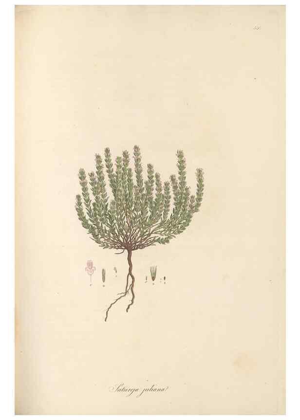 Reproducción/Reproduction 49557899197: Flora Graeca, sive, Plantarum rariorum historia, quas in provinciis aut insulis Graeciae /. Londini :Typis Richardi Taylor et socii, in Vico Shoe-Lane :MDCCCVI-MDCCCXL [1806-1840].. 