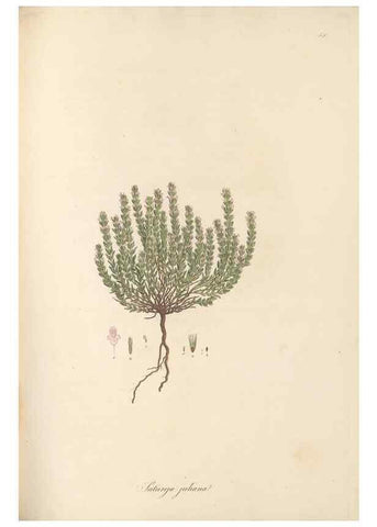 Reproducción/Reproduction 49557899197: Flora Graeca, sive, Plantarum rariorum historia, quas in provinciis aut insulis Graeciae /. Londini :Typis Richardi Taylor et socii, in Vico Shoe-Lane :MDCCCVI-MDCCCXL [1806-1840].. 