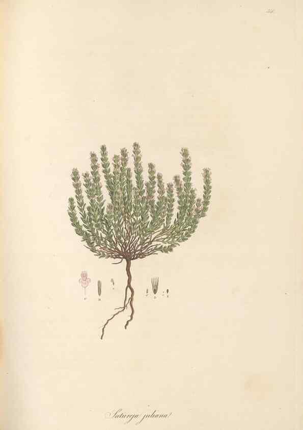 Reproducción/Reproduction 49557899197: Flora Graeca, sive, Plantarum rariorum historia, quas in provinciis aut insulis Graeciae /. Londini :Typis Richardi Taylor et socii, in Vico Shoe-Lane :MDCCCVI-MDCCCXL [1806-1840].. 