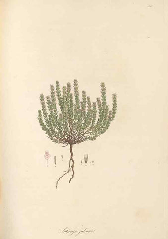 Reproducción/Reproduction 49557899197: Flora Graeca, sive, Plantarum rariorum historia, quas in provinciis aut insulis Graeciae /. Londini :Typis Richardi Taylor et socii, in Vico Shoe-Lane :MDCCCVI-MDCCCXL [1806-1840].. 