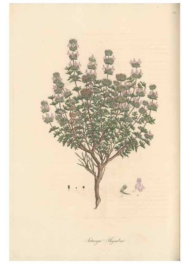 Reproducción/Reproduction 49557899497: Flora Graeca, sive, Plantarum rariorum historia, quas in provinciis aut insulis Graeciae /. Londini :Typis Richardi Taylor et socii, in Vico Shoe-Lane :MDCCCVI-MDCCCXL [1806-1840].. 