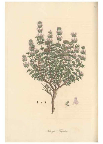 Reproducción/Reproduction 49557899497: Flora Graeca, sive, Plantarum rariorum historia, quas in provinciis aut insulis Graeciae /. Londini :Typis Richardi Taylor et socii, in Vico Shoe-Lane :MDCCCVI-MDCCCXL [1806-1840].. 