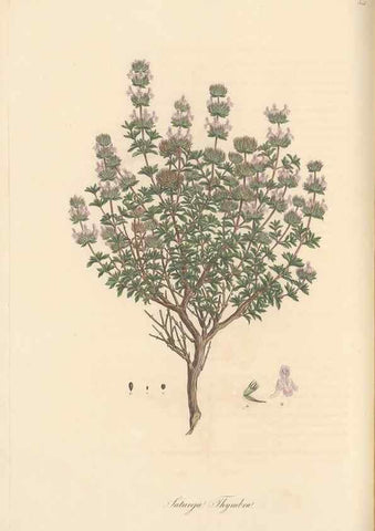 Reproducción/Reproduction 49557899497: Flora Graeca, sive, Plantarum rariorum historia, quas in provinciis aut insulis Graeciae /. Londini :Typis Richardi Taylor et socii, in Vico Shoe-Lane :MDCCCVI-MDCCCXL [1806-1840].. 