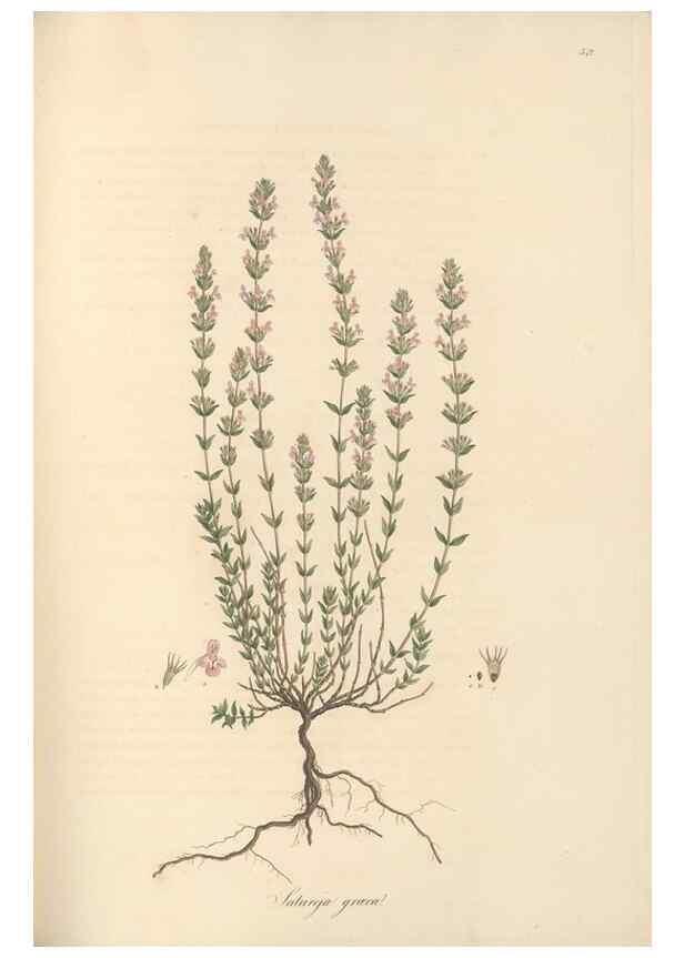 Reproducción/Reproduction 49557665206: Flora Graeca, sive, Plantarum rariorum historia, quas in provinciis aut insulis Graeciae /. Londini :Typis Richardi Taylor et socii, in Vico Shoe-Lane :MDCCCVI-MDCCCXL [1806-1840].. 