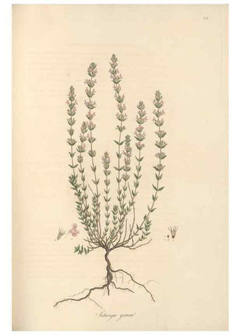 Reproducción/Reproduction 49557665206: Flora Graeca, sive, Plantarum rariorum historia, quas in provinciis aut insulis Graeciae /. Londini :Typis Richardi Taylor et socii, in Vico Shoe-Lane :MDCCCVI-MDCCCXL [1806-1840].. 