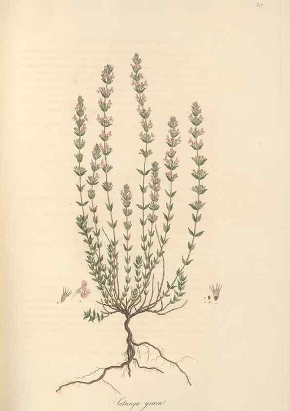 Reproducción/Reproduction 49557665206: Flora Graeca, sive, Plantarum rariorum historia, quas in provinciis aut insulis Graeciae /. Londini :Typis Richardi Taylor et socii, in Vico Shoe-Lane :MDCCCVI-MDCCCXL [1806-1840].. 