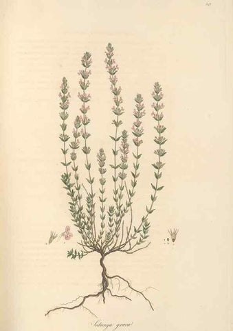 Reproducción/Reproduction 49557665206: Flora Graeca, sive, Plantarum rariorum historia, quas in provinciis aut insulis Graeciae /. Londini :Typis Richardi Taylor et socii, in Vico Shoe-Lane :MDCCCVI-MDCCCXL [1806-1840].. 