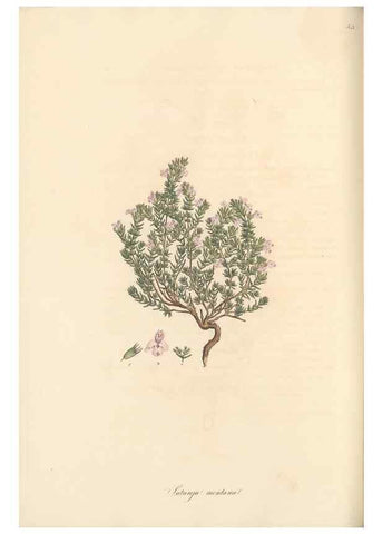 Reproducción/Reproduction 49557900107: Flora Graeca, sive, Plantarum rariorum historia, quas in provinciis aut insulis Graeciae /. Londini :Typis Richardi Taylor et socii, in Vico Shoe-Lane :MDCCCVI-MDCCCXL [1806-1840].. 