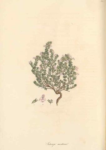 Reproducción/Reproduction 49557900107: Flora Graeca, sive, Plantarum rariorum historia, quas in provinciis aut insulis Graeciae /. Londini :Typis Richardi Taylor et socii, in Vico Shoe-Lane :MDCCCVI-MDCCCXL [1806-1840].. 