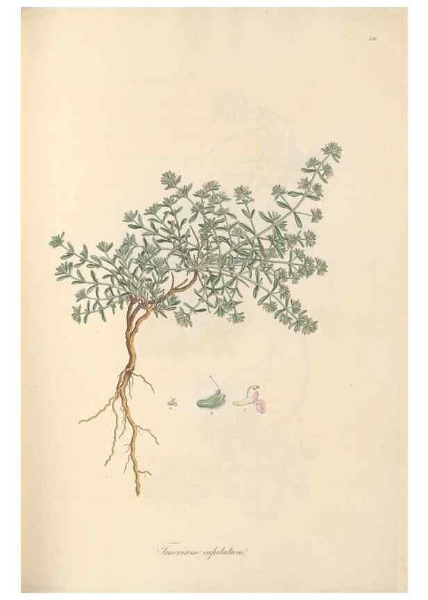 Reproducción/Reproduction 49557165643: Flora Graeca, sive, Plantarum rariorum historia, quas in provinciis aut insulis Graeciae /. Londini :Typis Richardi Taylor et socii, in Vico Shoe-Lane :MDCCCVI-MDCCCXL [1806-1840].. 