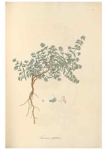 Reproducción/Reproduction 49557165643: Flora Graeca, sive, Plantarum rariorum historia, quas in provinciis aut insulis Graeciae /. Londini :Typis Richardi Taylor et socii, in Vico Shoe-Lane :MDCCCVI-MDCCCXL [1806-1840].. 