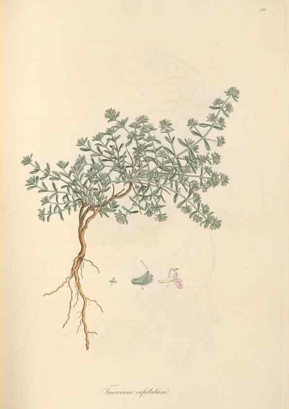 Reproducción/Reproduction 49557165643: Flora Graeca, sive, Plantarum rariorum historia, quas in provinciis aut insulis Graeciae /. Londini :Typis Richardi Taylor et socii, in Vico Shoe-Lane :MDCCCVI-MDCCCXL [1806-1840].. 