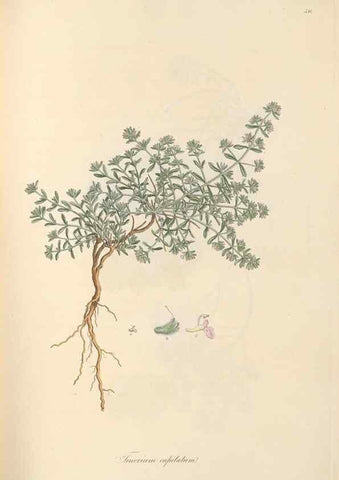 Reproducción/Reproduction 49557165643: Flora Graeca, sive, Plantarum rariorum historia, quas in provinciis aut insulis Graeciae /. Londini :Typis Richardi Taylor et socii, in Vico Shoe-Lane :MDCCCVI-MDCCCXL [1806-1840].. 