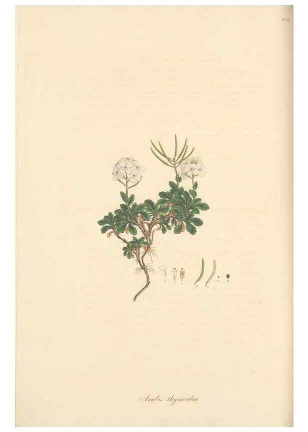 Reproducción/Reproduction 49557750176: Flora Graeca, sive, Plantarum rariorum historia, quas in provinciis aut insulis Graeciae /. Londini :Typis Richardi Taylor et socii, in Vico Shoe-Lane :MDCCCVI-MDCCCXL [1806-1840].. 