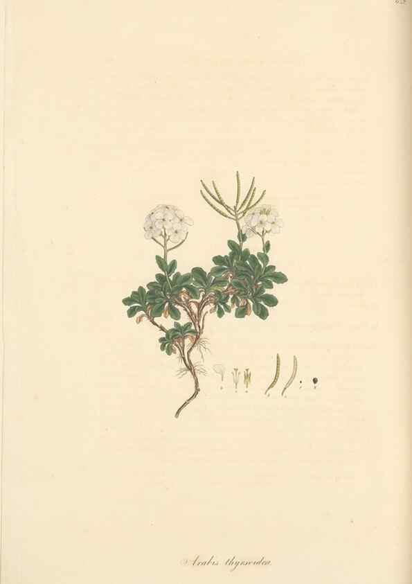 Reproducción/Reproduction 49557750176: Flora Graeca, sive, Plantarum rariorum historia, quas in provinciis aut insulis Graeciae /. Londini :Typis Richardi Taylor et socii, in Vico Shoe-Lane :MDCCCVI-MDCCCXL [1806-1840].. 