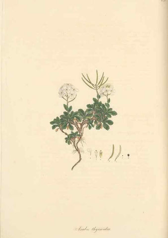 Reproducción/Reproduction 49557750176: Flora Graeca, sive, Plantarum rariorum historia, quas in provinciis aut insulis Graeciae /. Londini :Typis Richardi Taylor et socii, in Vico Shoe-Lane :MDCCCVI-MDCCCXL [1806-1840].. 