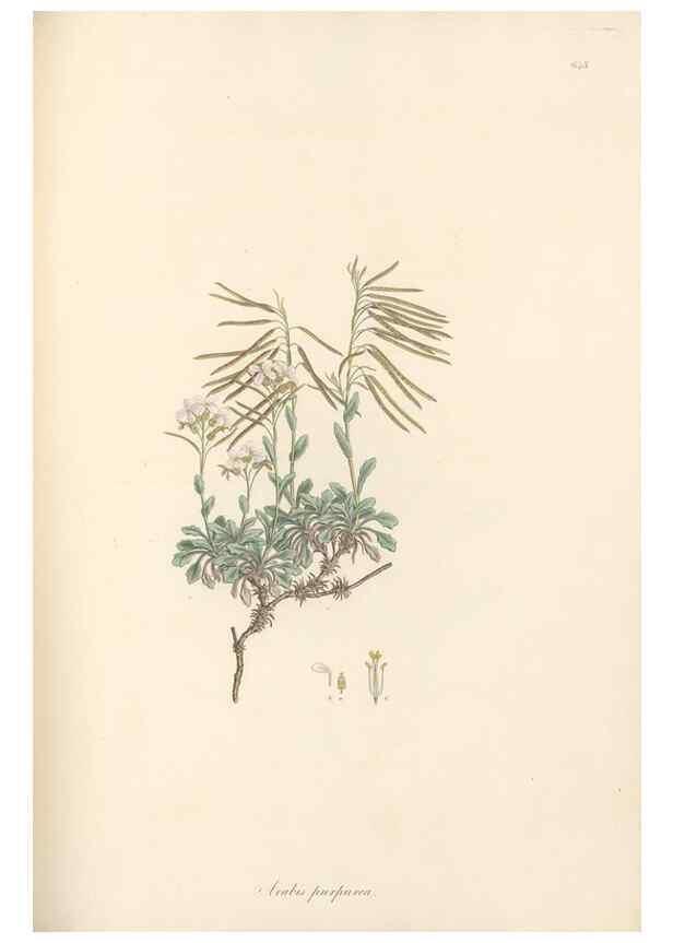 Reproducción/Reproduction 49557253858: Flora Graeca, sive, Plantarum rariorum historia, quas in provinciis aut insulis Graeciae /. Londini :Typis Richardi Taylor et socii, in Vico Shoe-Lane :MDCCCVI-MDCCCXL [1806-1840].. 