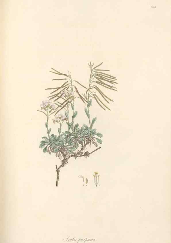 Reproducción/Reproduction 49557253858: Flora Graeca, sive, Plantarum rariorum historia, quas in provinciis aut insulis Graeciae /. Londini :Typis Richardi Taylor et socii, in Vico Shoe-Lane :MDCCCVI-MDCCCXL [1806-1840].. 