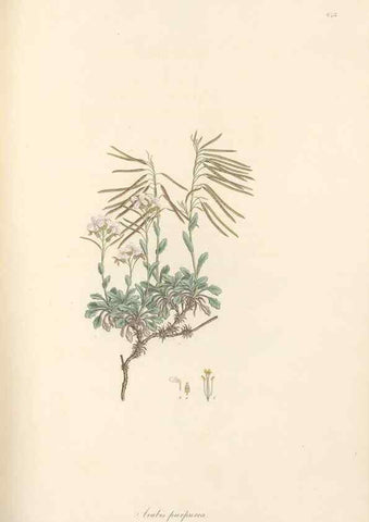 Reproducción/Reproduction 49557253858: Flora Graeca, sive, Plantarum rariorum historia, quas in provinciis aut insulis Graeciae /. Londini :Typis Richardi Taylor et socii, in Vico Shoe-Lane :MDCCCVI-MDCCCXL [1806-1840].. 