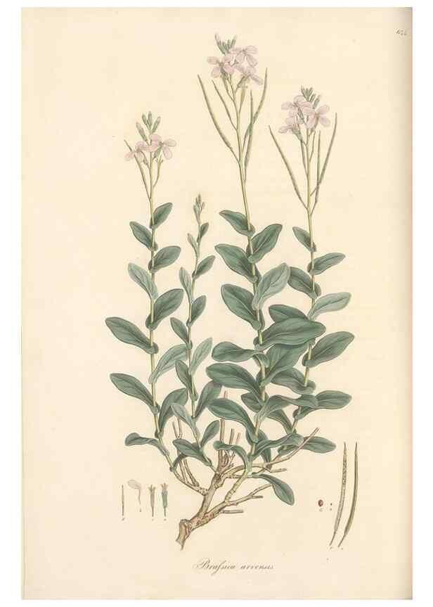 Reproducción/Reproduction 49557254223: Flora Graeca, sive, Plantarum rariorum historia, quas in provinciis aut insulis Graeciae /. Londini :Typis Richardi Taylor et socii, in Vico Shoe-Lane :MDCCCVI-MDCCCXL [1806-1840].. 